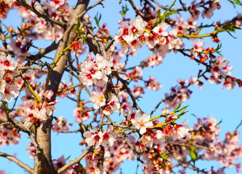 Hunza Spring Blossom Tour