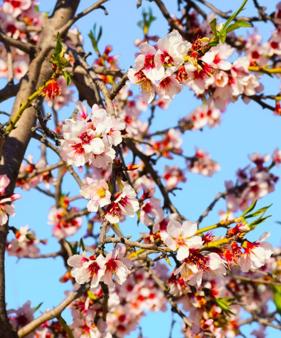 Hunza Spring Blossom Tour