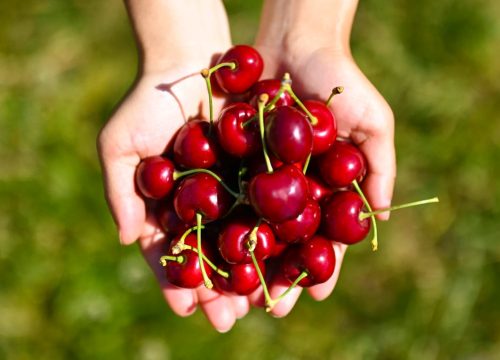 Cherry Picking Tour in Northern Pakistan
