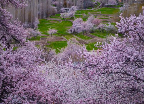 Spring Tour in Skardu and Hunza