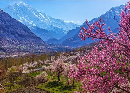 Spring Blossom Tour Pakistan